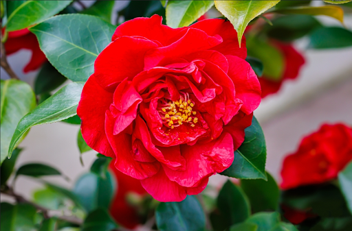 真っ赤な椿の花