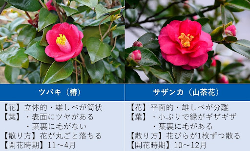 椿とサザンカの違いをまとめた表