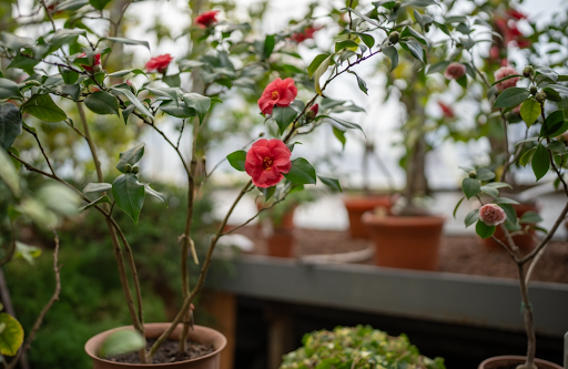 花が咲いている椿