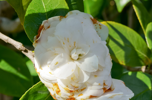 白い椿