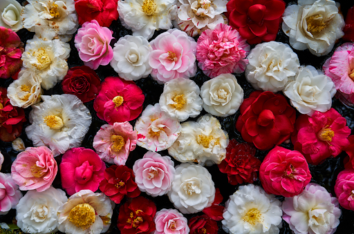 綺麗に並べられた椿の花