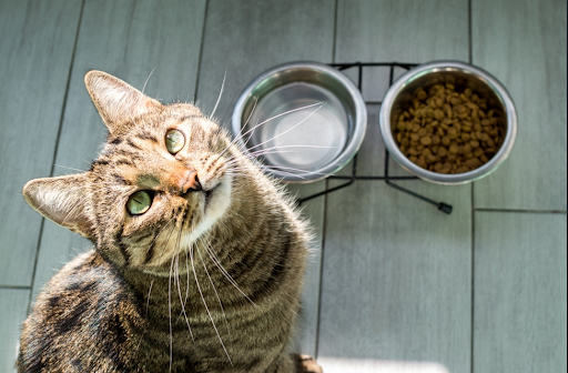 餌を食べる前の猫