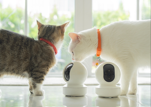 ペットカメラの機械の近くに集まる2匹の猫