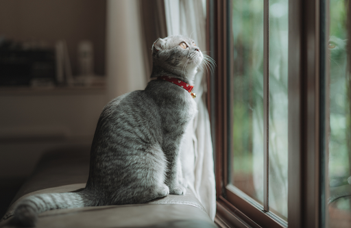 窓から外を眺める猫