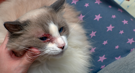 涙やけしている猫