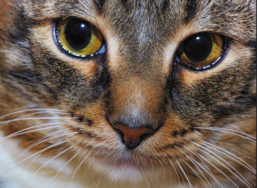 猫の顔