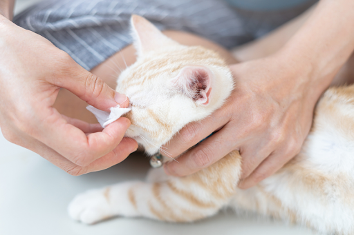 涙やけしている猫