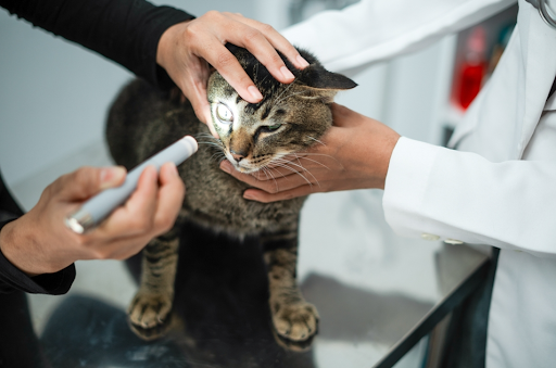 涙やけしている猫