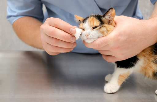 涙やけしている猫