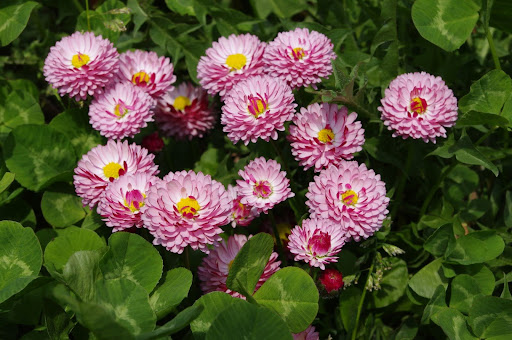 花が咲いているデイジー