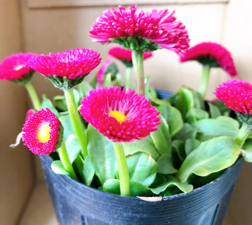 ポットに植えられているデイジー