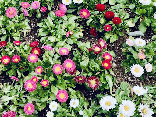 植えられているデイジー