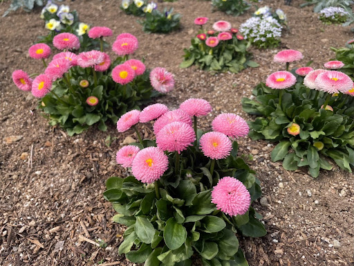 咲いているデイジー