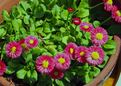 園芸用に植えられたデイジー