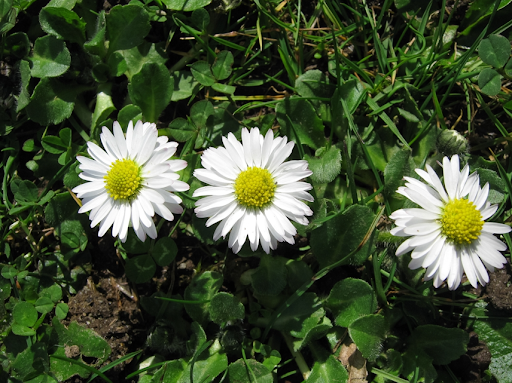 白い花を咲かせているデイジー