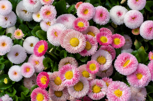 咲いているデイジー