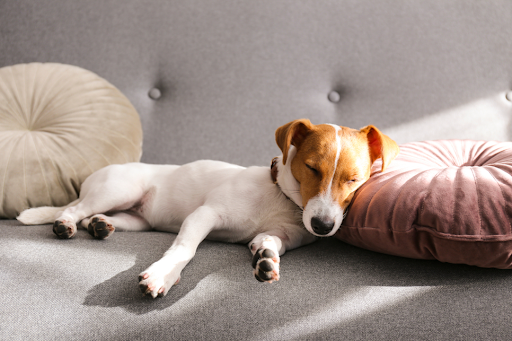 ソファの上で寝ている犬
