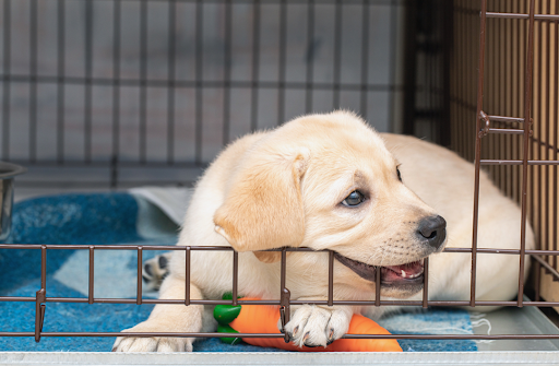 ケージの中で座っている犬