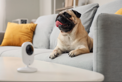 お座りをする犬