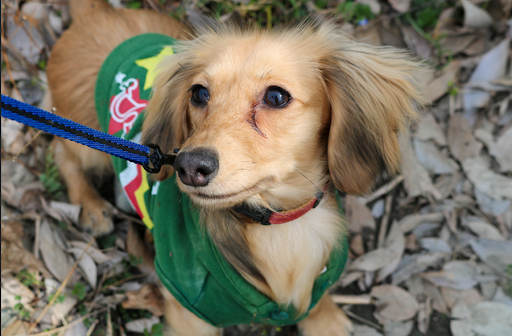 涙焼けを起こしている犬