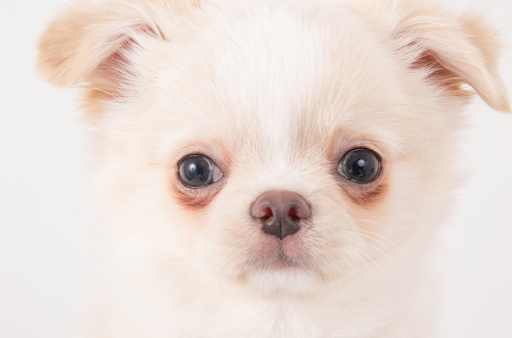 涙やけになっている犬