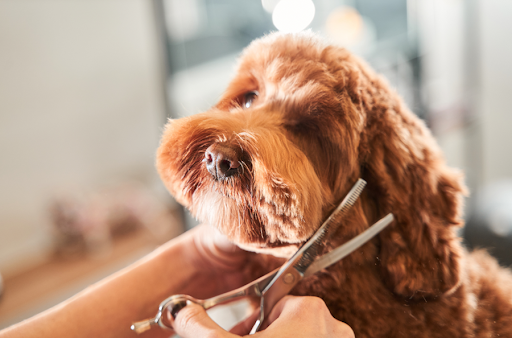 トリミング中の犬