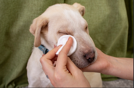 目を拭かれている犬