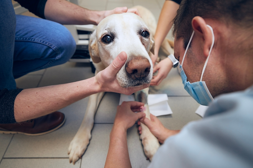 医師に治療されている犬