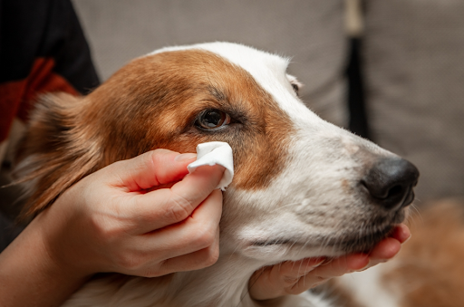 目を拭かれている犬