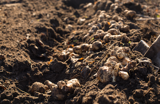 栽培中のキクイモ