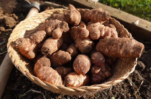 収穫されたばかりのキクイモ