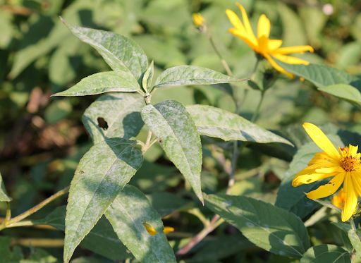 花が咲いた菊芋