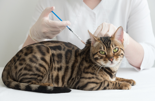 “動物病院で、落ち着いた様子のベンガル猫に獣医師がワクチン注射を行っている様子"