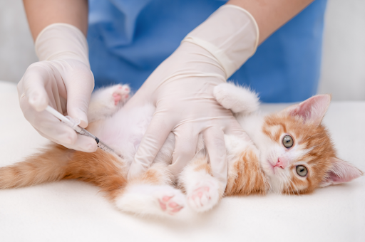 “動物病院の診察台で、仰向けに抱えられながらワクチン接種を受ける生後数ヶ月の子猫"