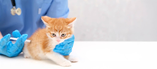 “動物病院の診察台で、青い手袋をした獣医師に保定されながら背中にワクチン注射を受ける茶白の子猫"