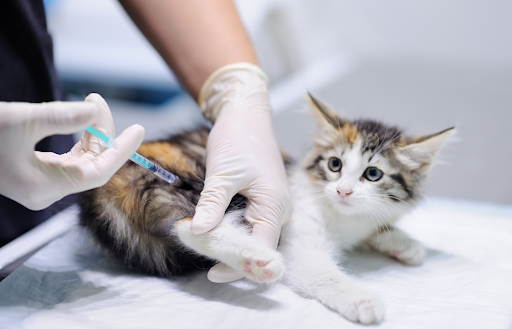 “診察台の上で驚いたような表情を見せる三毛柄の子猫。獣医師が後ろ足の付け根付近にワクチンを注射している様子"