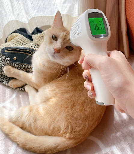 “非接触型の動物用体温計を使用して、リラックスしている茶トラ猫の体温を測定している様子"