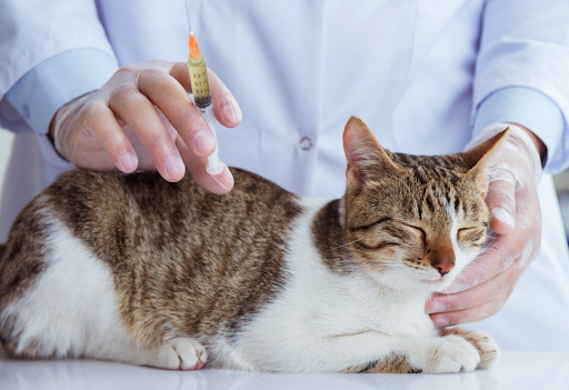 “診察台で目を細めてリラックスしているキジ白猫に、獣医師が背中からワクチンを注射している様子"