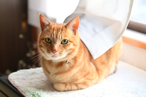 “窓際で香箱座りをしてリラックスしている、首輪をつけた茶トラ猫のクローズアップ"