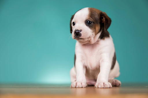 鮮やかな青緑色の背景の前で、真っ直ぐ前を見つめてお座りをする子犬
