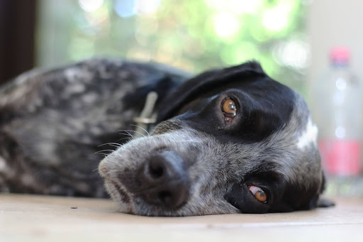 ワクチン接種後の副反応で元気がなく、床にぐったりと横たわっている犬