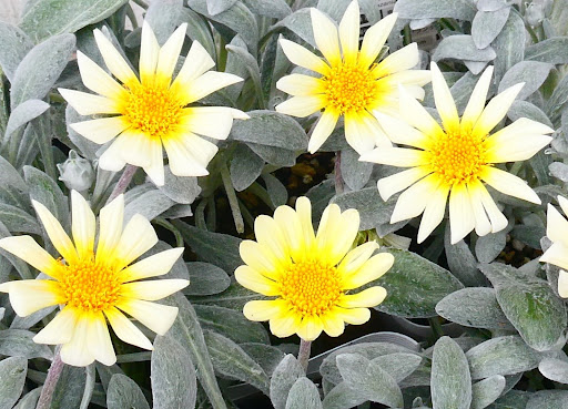 “シルバーリーフ（銀葉）の茂みから、中心が濃い黄色をしたクリーム色の花が複数咲いているガザニア・ビースト"