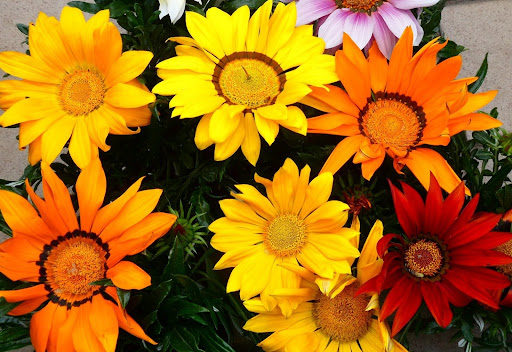 “大輪の花が特徴のガザニア・ガズー。鮮やかな黄色やオレンジ、赤、ピンクのグラデーションが美しい花々が密集して咲いている様子"