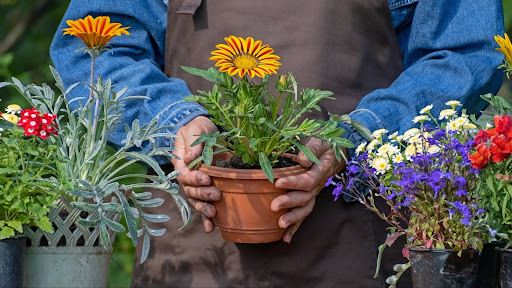 “茶色のエプロンをつけたガーデナーが、オレンジと黄色のコントラストが美しいガザニアの鉢植えを両手で持っている様子"