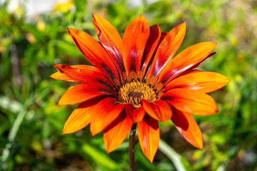 “花びらの中心に黒褐色の輪があり、先端に向かって鮮やかなオレンジ色のグラデーションが広がるガザニアのアップ"