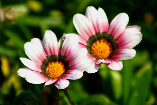 “白から明るいピンク色のグラデーションが美しい、2輪のガザニア。花びらの付け根には濃い緑色の輪模様があり、中央の黄色い花芯を引き立てている"