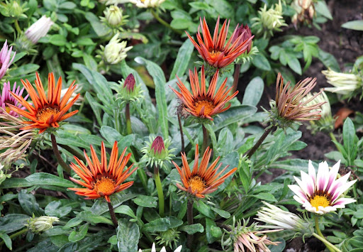 “日当たりの確認や、次の花を咲かせるための花がら摘みが必要な、蕾と開花が混ざった株の様子"