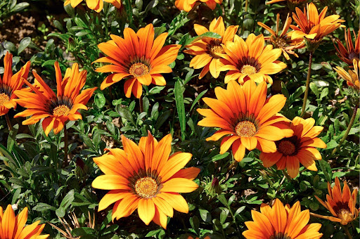 “日差しを浴びて黄金色に輝くガザニアの群生。オレンジ色の花びらが幾重にも重なり、健康的に大きく開花している様子"