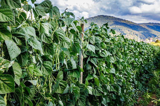 “青空と山々を背景に、支柱に沿って高くつるを伸ばしたインゲンの畑。緑豊かな葉の間から、細長いサヤがいくつもぶら下がっている様子"