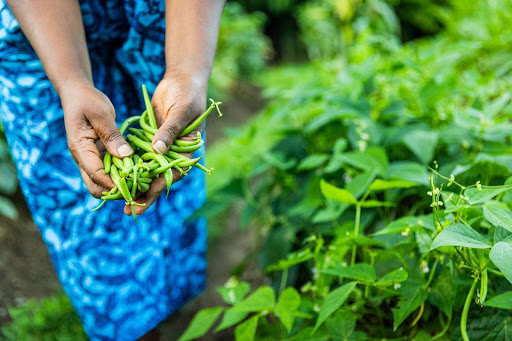 “青い模様の服を着た人が、家庭菜園の畑で収穫したばかりの新鮮なインゲンを両手いっぱいに抱えている手元のアップ"
